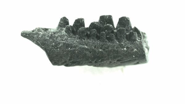 General Permian Age Captorhinus Jaw Fossils From Oklahoma For Sale #44