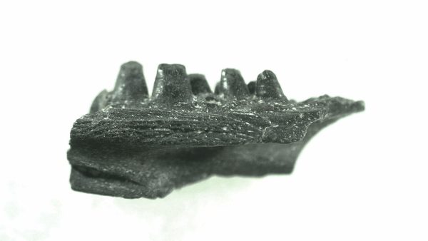 General Permian Age Captorhinus Jaw Fossils From Oklahoma For Sale #44a