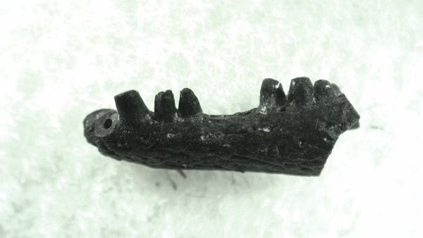 General Permian Age Captorhinus Jaw Fossils From Oklahoma For Sale #45