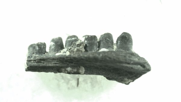 General Permian Age Captorhinus Jaw Fossils From Oklahoma For Sale #46