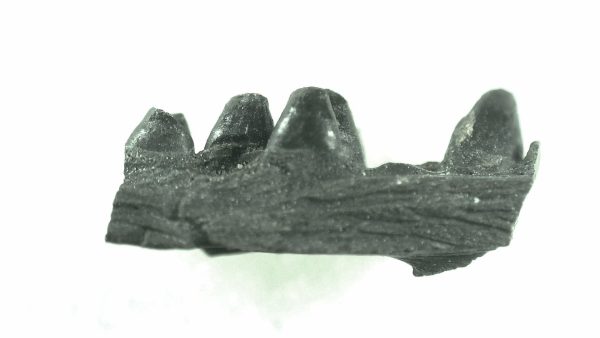 General Permian Age Captorhinus Jaw Fossils From Oklahoma For Sale #47a