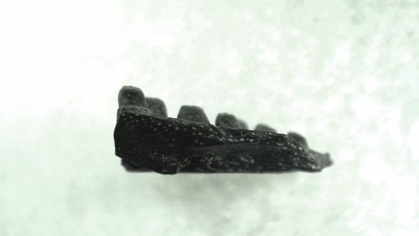 General Permian Age Captorhinus Jaw Fossils From Oklahoma For Sale #48a