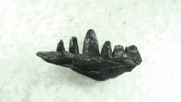 General Permian Age Captorhinus Jaw Fossils From Oklahoma For Sale #53a