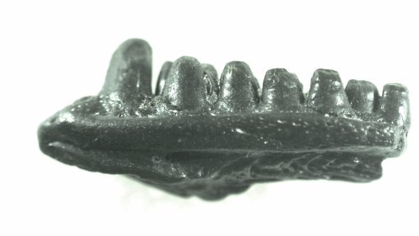 General Permian Age Captorhinus Jaw Fossils From Oklahoma For Sale #58a