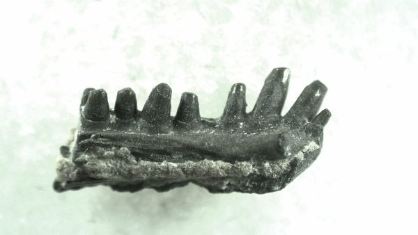 General Permian Age Captorhinus Jaw Fossils From Oklahoma For Sale #59a