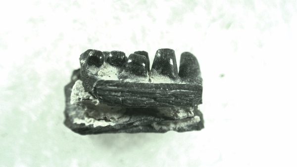 General Permian Age Captorhinus Jaw Fossils From Oklahoma For Sale #64a