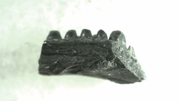 General Permian Age Captorhinus Jaw Fossils From Oklahoma For Sale #67