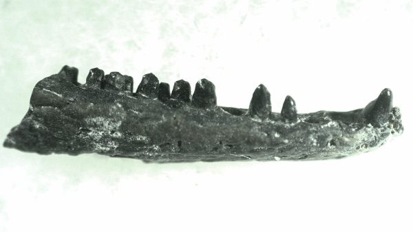 General Permian Age Captorhinus Jaw Fossils From Oklahoma For Sale #68