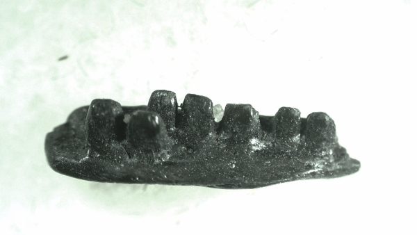 General Permian Age Captorhinus Jaw Fossils From Oklahoma For Sale #69