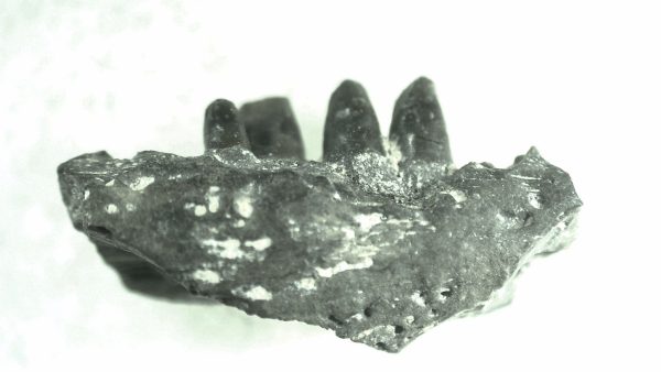 General Permian Age Captorhinus Jaw Fossils From Oklahoma For Sale #70