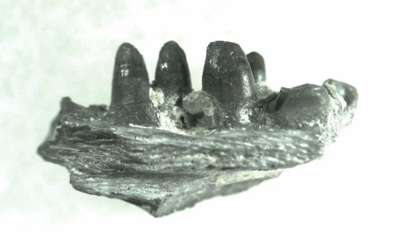 General Permian Age Captorhinus Jaw Fossils From Oklahoma For Sale #70a