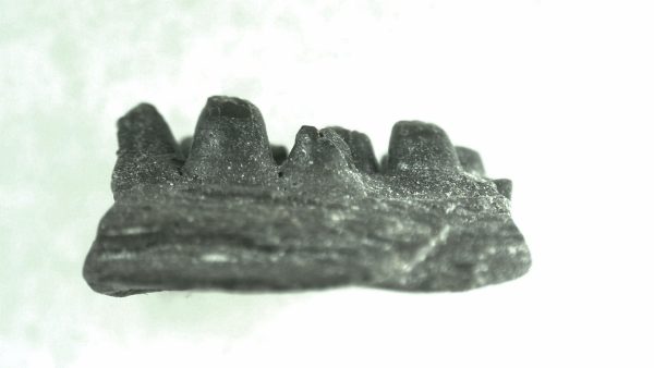 General Permian Age Captorhinus Jaw Fossils From Oklahoma For Sale #71