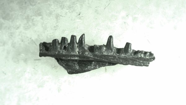 General Permian Age Captorhinus Jaw Fossils From Oklahoma For Sale #72a