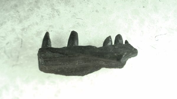 General Permian Age Captorhinus Jaw Fossils From Oklahoma For Sale #73