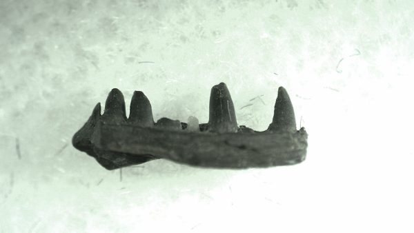 General Permian Age Captorhinus Jaw Fossils From Oklahoma For Sale #73a