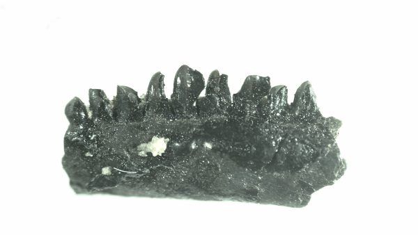 General Permian Age Captorhinus Jaw Fossils From Oklahoma For Sale #74