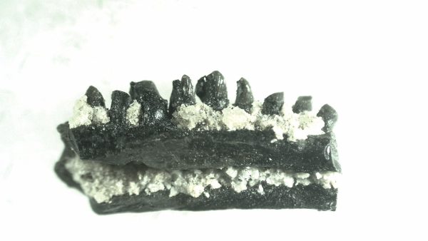 General Permian Age Captorhinus Jaw Fossils From Oklahoma For Sale #74a