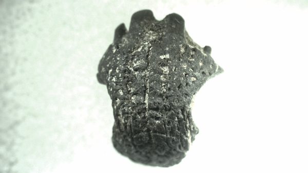 General Permian Age Captorhinus Jaw Fossils From Oklahoma For Sale #75