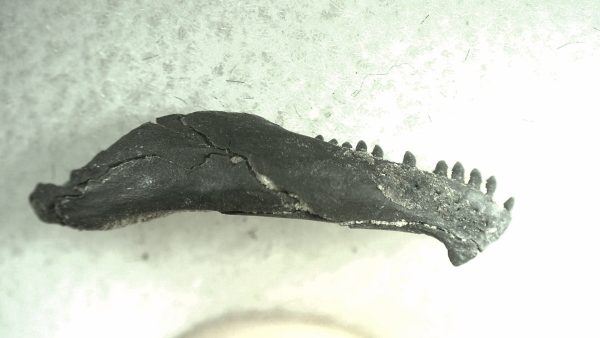 General Permian Age Captorhinus Jaw Fossils From Oklahoma For Sale #76a