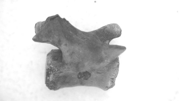 Genuine Permian Age Mycterosaurus Vertebrae Fossils for Sale from Oklahoma #24