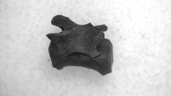 Genuine Permian Age Mycterosaurus Vertebrae Fossils for Sale from Oklahoma #35a