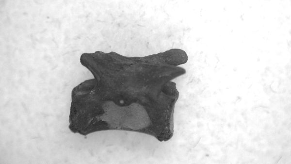 Genuine Permian Age Mycterosaurus Vertebrae Fossils for Sale from Oklahoma #58a