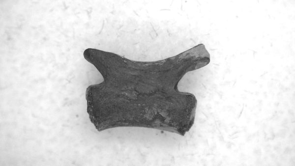 Genuine Permian Age Mycterosaurus Vertebrae Fossils for Sale from Oklahoma #65a