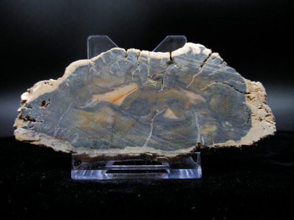 Genuine Triassic Age Small Petrified Wood Slice Fossils for Sale from Madagascar #21a