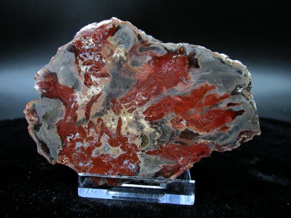 Genuine Triassic Age Small Petrified Wood Slice Fossils for Sale from Madagascar #22