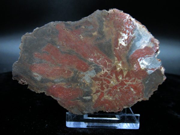 Genuine Triassic Age Small Petrified Wood Slice Fossils for Sale from Madagascar #22a