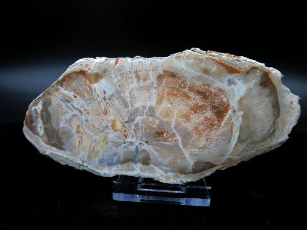 Genuine Triassic Age Small Petrified Wood Slice Fossils for Sale from Madagascar #24