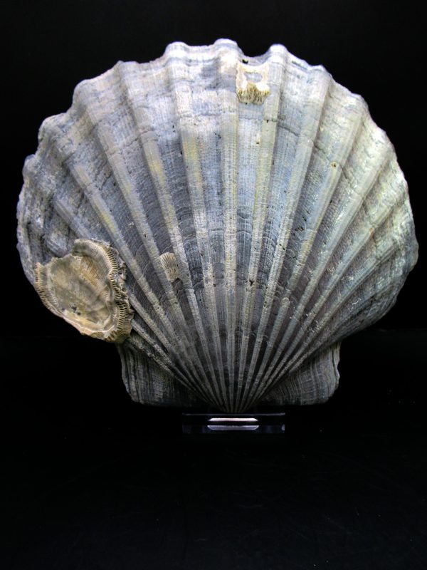 Genuine Pliocene Age Chesapecten jeffersonius for Sale from Virginia #11