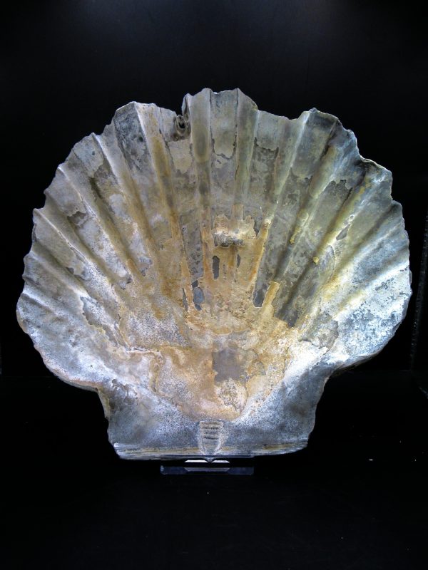 Genuine Pliocene Age Chesapecten jeffersonius for Sale from Virginia #11a