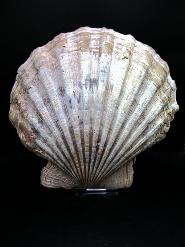 Genuine Pliocene Age Chesapecten jeffersonius for Sale from Virginia #12