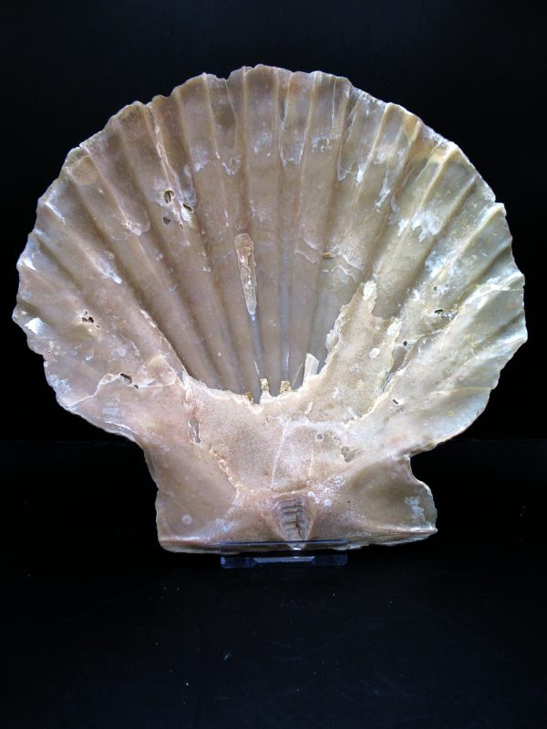 Genuine Pliocene Age Chesapecten jeffersonius for Sale from Virginia #12a