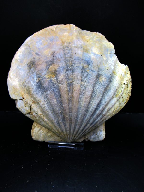 Genuine Pliocene Age Chesapecten jeffersonius for Sale from Virginia #14