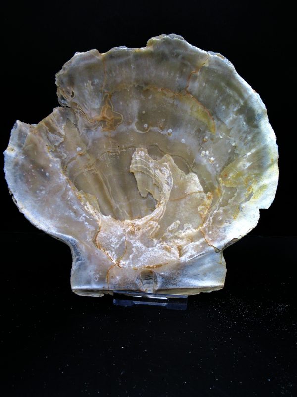 Genuine Pliocene Age Chesapecten jeffersonius for Sale from Virginia #14a