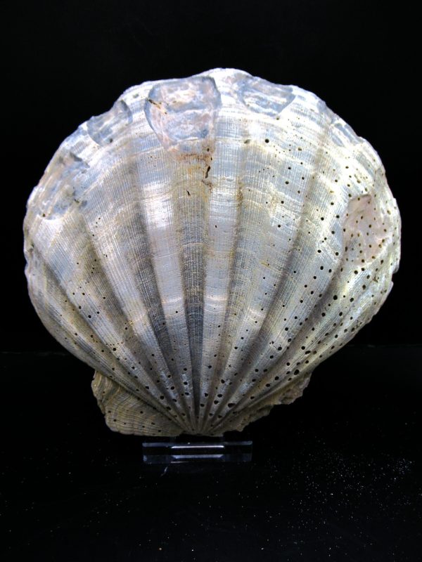 Genuine Pliocene Age Chesapecten jeffersonius for Sale from Virginia #15