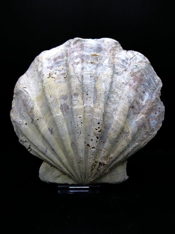 Genuine Pliocene Age Chesapecten jeffersonius for Sale from Virginia #16