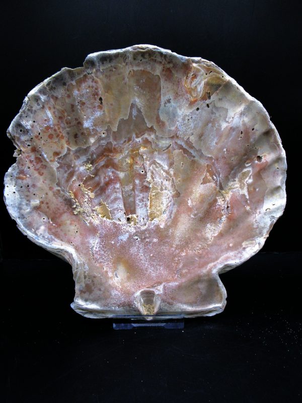 Genuine Pliocene Age Chesapecten jeffersonius for Sale from Virginia #16a