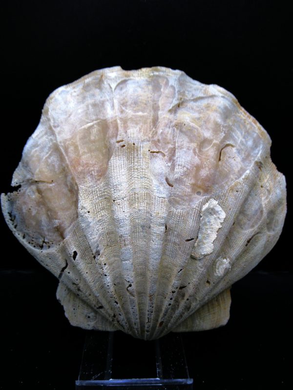 Genuine Pliocene Age Chesapecten jeffersonius for Sale from Virginia #17