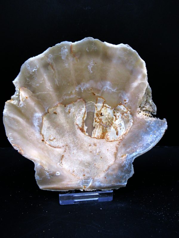 Genuine Pliocene Age Chesapecten jeffersonius for Sale from Virginia #17a