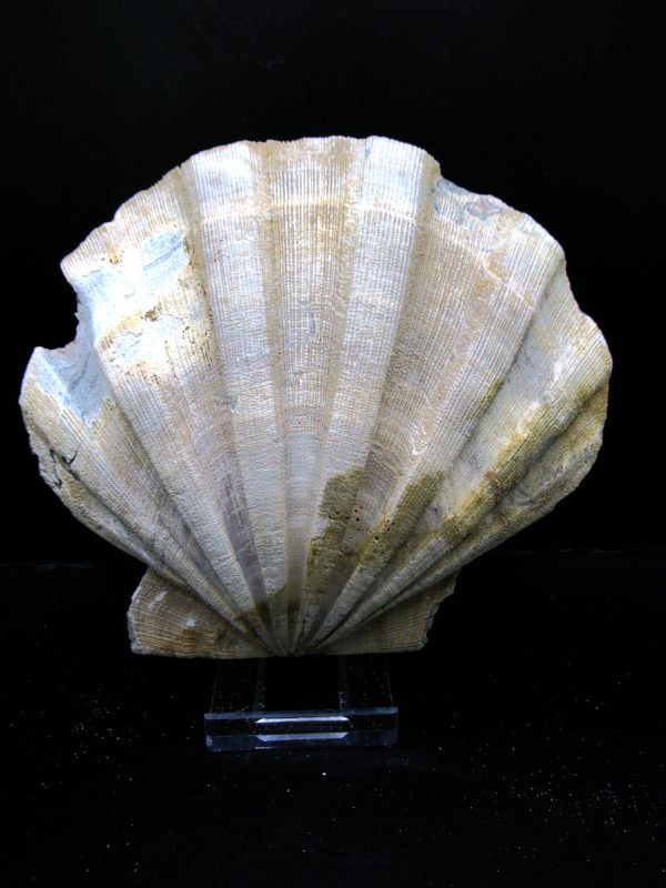 Genuine Pliocene Age Chesapecten jeffersonius for Sale from Virginia #18