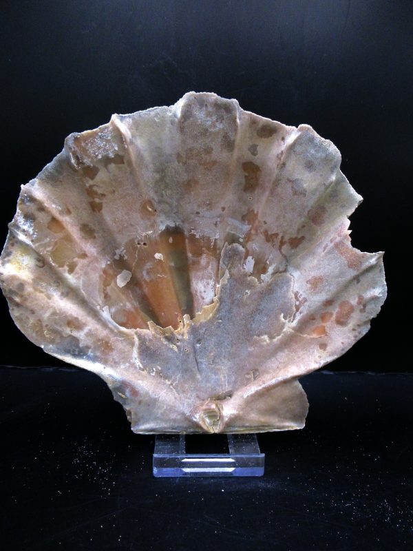 Genuine Pliocene Age Chesapecten jeffersonius for Sale from Virginia #18a