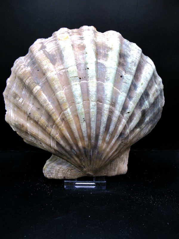 Genuine Pliocene Age Chesapecten jeffersonius for Sale from Virginia #19