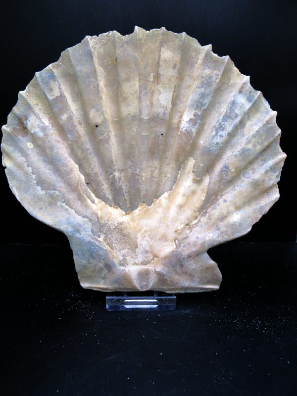 Genuine Pliocene Age Chesapecten jeffersonius for Sale from Virginia #19a