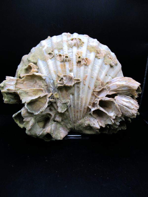 Genuine Pliocene Age Chesapecten jeffersonius for Sale from Virginia #24