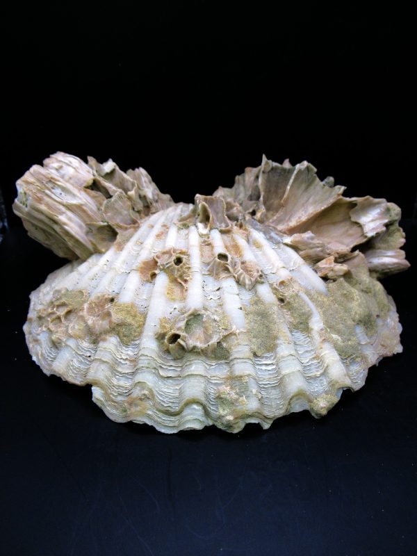 Genuine Pliocene Age Chesapecten jeffersonius for Sale from Virginia #24a