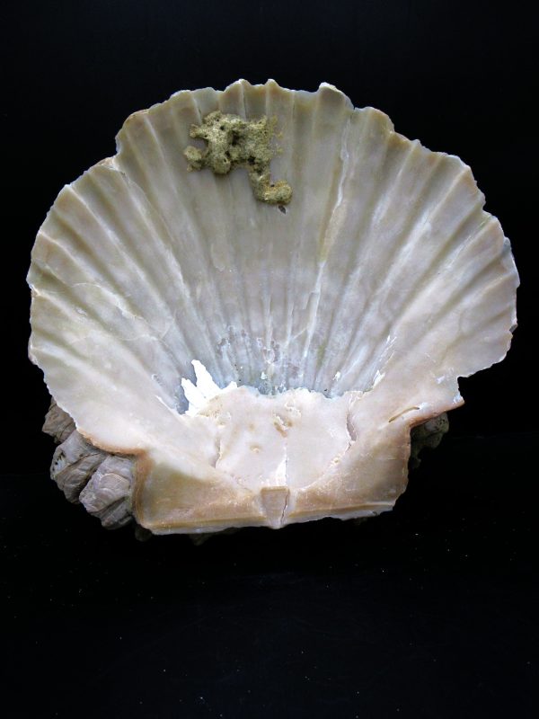 Genuine Pliocene Age Chesapecten jeffersonius for Sale from Virginia #24b