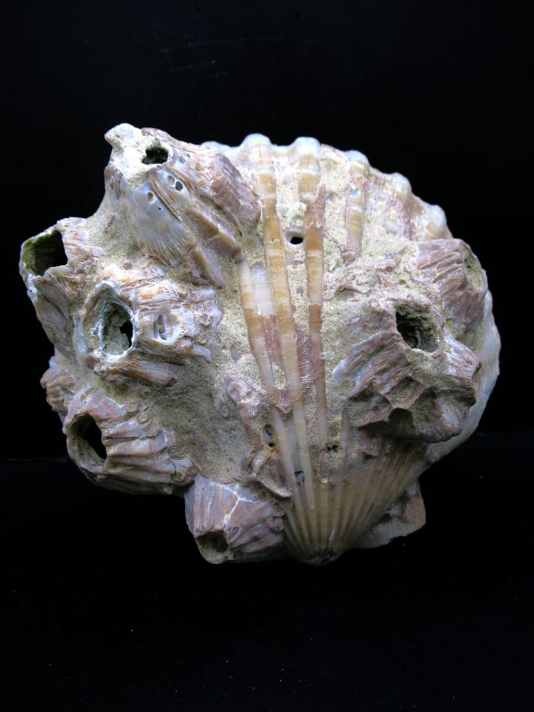 Genuine Pliocene Age Chesapecten jeffersonius for Sale from Virginia #26